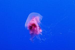 macro of a beautiful jellyfish cyanea capillata photo