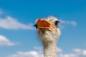 Beautiful ostriches on a farm against a blue sky photo