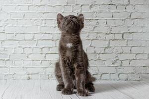 hermosa gris gato en un ladrillo pared antecedentes foto