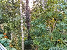 un exposición de plantas en el edificio de el botánico jardín en Washington, Estados Unidos en invierno. foto