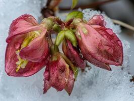 AI generated First blooms of spring peeping through snow lifes persistence the cycle begins anew photo