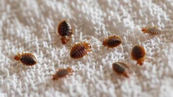 AI generated A bedbug colony visible on a white bed sheet in a bedroom when viewed from the top photo