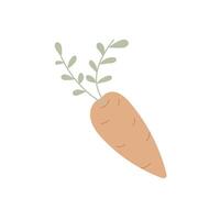 Orange carrot with green leaves on white background. vector