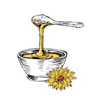 Honey in cup and flower hand drawn sketch in color vector