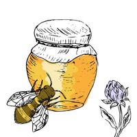 Honey jar and bee, clover background sketch vector