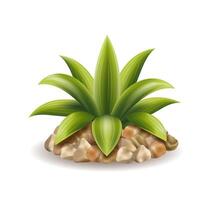 tropical green palm bush vector illustration isolated on white background