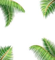 green leaves of tropical palm tree vector illustration isolated on white background