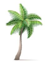 tropical palm tree with green foliage vector illustration isolated on white background