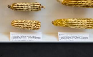 WASHINGTON, DC, USA - 12.16.2023 Corn display in the botanical garden photo