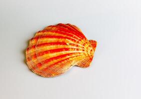 de cerca de un Oceano cáscara de un mar Vieira o pectinidae en un blanco antecedentes foto