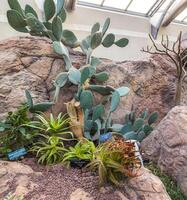 un exposición de plantas en el edificio de el botánico jardín en Washington, Estados Unidos en invierno. foto