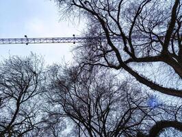 Tower crane against the background of tree branches and cloudy sky at dusk. photo