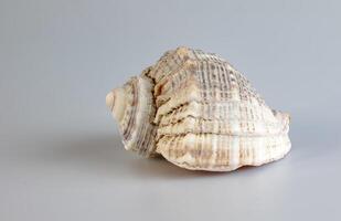 Empty shell from rapana venosa on white background. photo