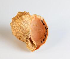 Empty shell from rapana venosa on white background. photo