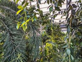 un exposición de plantas en el edificio de el botánico jardín en Washington, Estados Unidos en invierno. foto