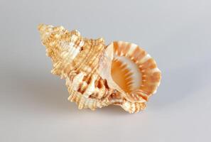 Sea shell Cymatium lotorium on a white background. photo