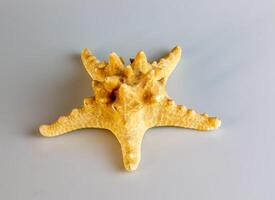 estrella de mar echinaster equinoforo nudoso estrella de mar en un blanco antecedentes. natural estrella de mar. foto