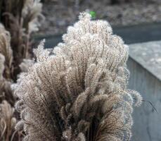 miscanthus como un elemento de el urbano paisaje en el calles de nitra en nublado clima en enero foto