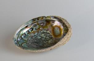 Sea shell Abalone shell Haliotis asinina on a white background. photo