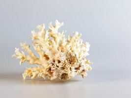 Sea coral souvenir. Isolated on a white background. photo