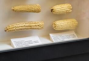 WASHINGTON, DC, USA - 12.16.2023 Corn display in the botanical garden photo