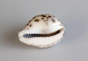 Sea shell Cypraea tigris on a white background. photo