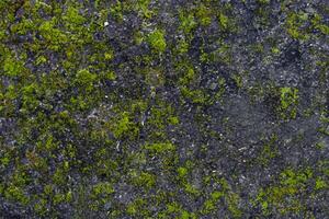 The background is organic, featuring a grey stone with a texture of green moss. photo