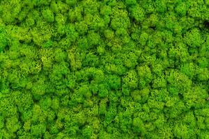 The wall inside the office is adorned with a lush green moss background, giving it a textured and somewhat irate appearance. photo