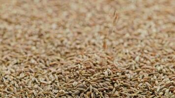 dry dill seeds pouring on pile, rotating closeup with slo-mo video