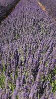 verticaal vol hd beeldmateriaal van lavendel veld- video