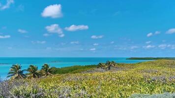 lindo tropical natural de praia selva floresta panorama contorcido ilha México. video