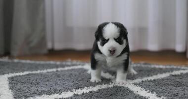 adorabile nero e bianca cucciolo a piedi video