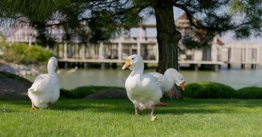 wit ganzen door een oever van het meer park video