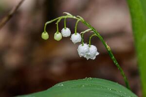 Beautiful spring blooming lilies of the valley with drops of flowers dew photo