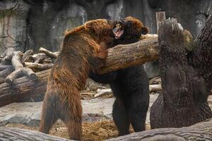 Two brown bears playing with each other photo
