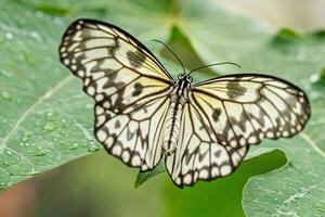 macro hermosa mariposa idea leuconoe foto