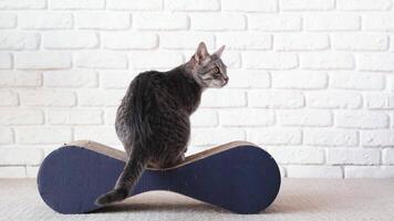 Funny domestic cat playing with cat scratcher and a snack at home, waving tail slowly video