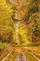 Autumn forest through which an old tram rides Ukraine photo