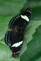 macro hermosa mariposa papilio egeo foto