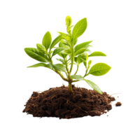 AI generated Young green plant growing, Plant growing png