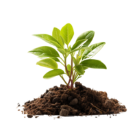 AI generated Young green plant growing, Plant growing png