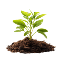 AI generated Young green plant growing, Plant growing png