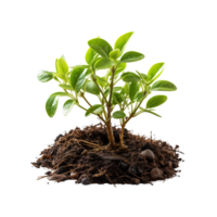 AI generated Young green plant growing, Plant growing png