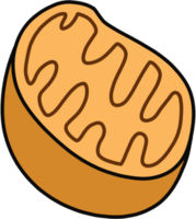 Mitochondrien im Zellen Illustration png