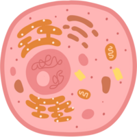 animals cells illustration png