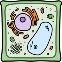 Pflanze Zellen Illustration png
