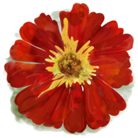 beautiful red zinnia flower in garden png