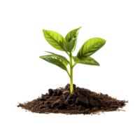 AI generated Young green plant growing, Plant growing png