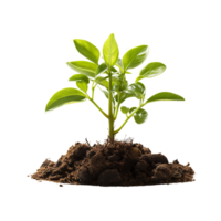 AI generated Young green plant growing, Plant growing png