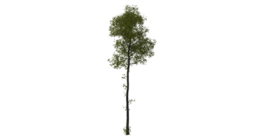 Beautiful side plan of trees all trees short trees and shrubs png
